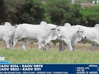Lote 42