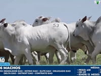Lote 53