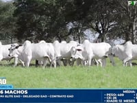 Lote 55
