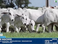 Lote 56