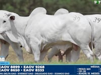 Lote 39