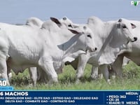Lote 57
