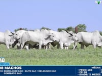 Lote 59