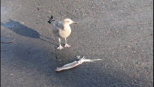 The Seagull and The Squid