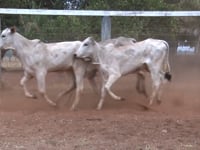 Lote 56
