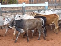 Lote 60