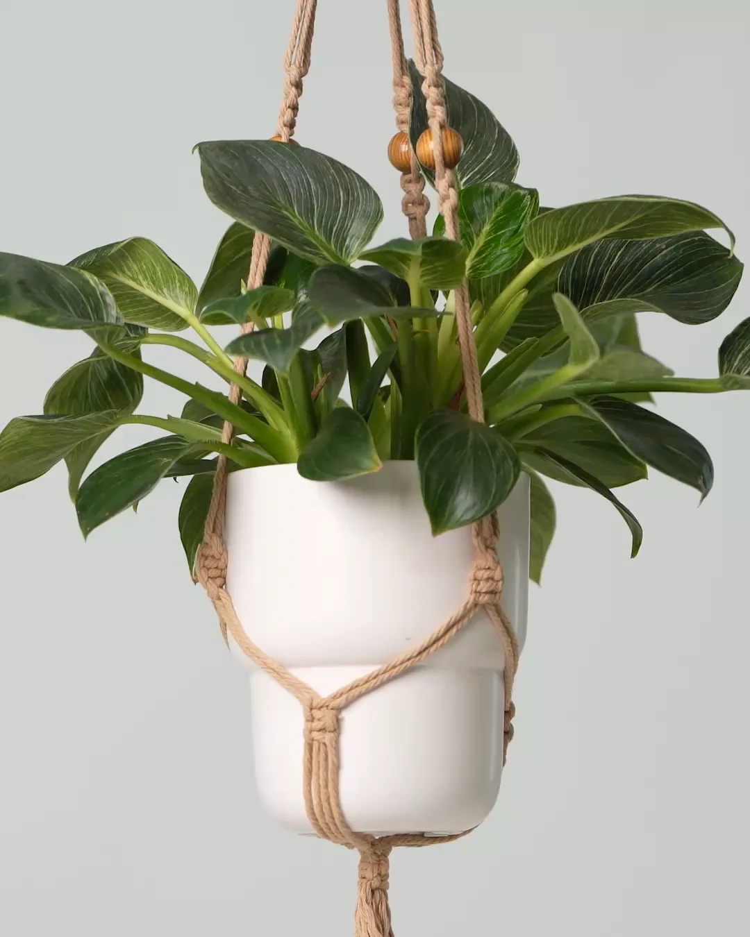 Seed & Sprout Let's Hang Macrame Plant Hanger
