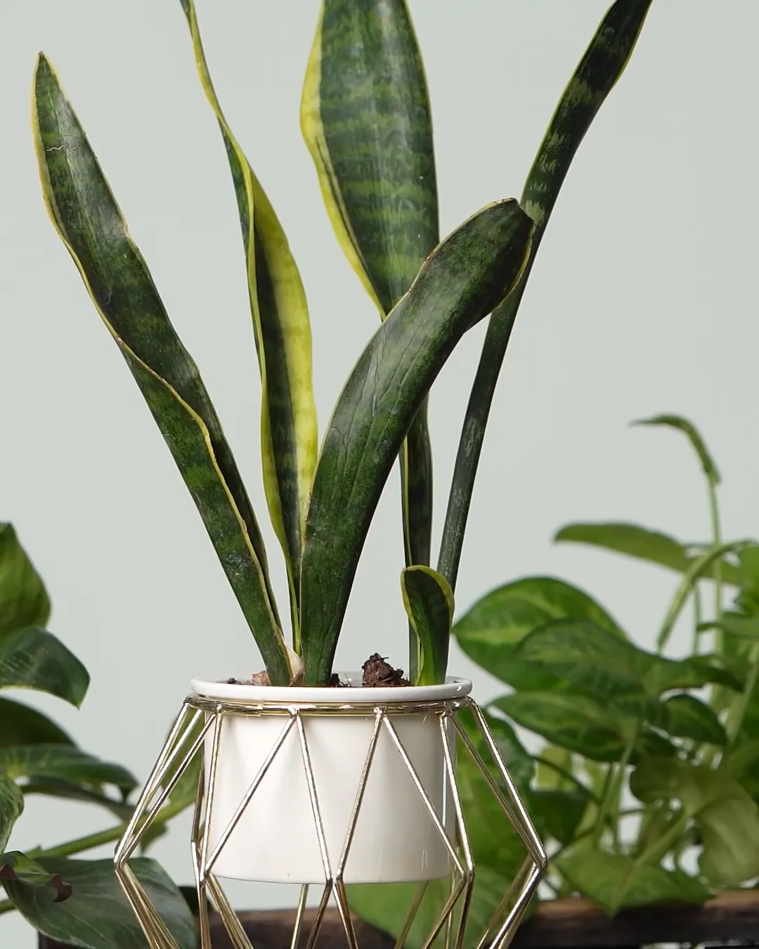 Seed & Sprout Rooting For You Plant Pennants
