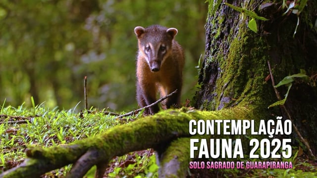 Capa do vídeo “Contemplação da Fauna no Solo Sagrado - 2025”