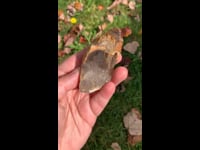 Smoky Quartz with Etching and Inclusions