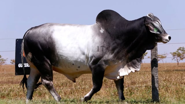 Lote 01