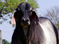 Lote 02