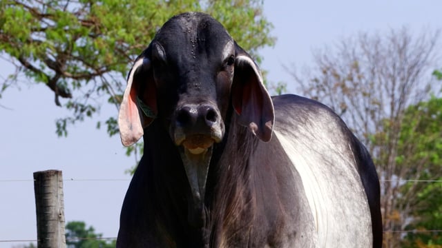 Lote 02