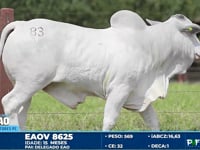 Lote 83