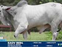 Lote 38