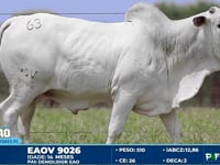 Lote 63