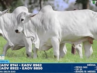 Lote 95