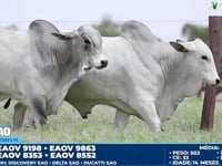 Lote 103