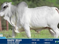 Lote 128