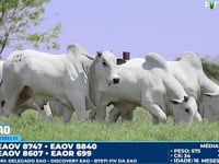 Lote 121