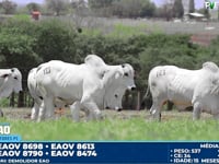 Lote 123