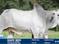 Lote 125