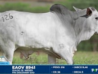 Lote 126