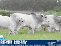 Lote 131