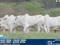 Lote 151