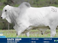 Lote 153