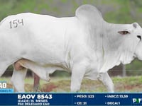 Lote 154