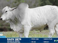 Lote 156