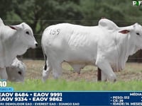 Lote 159