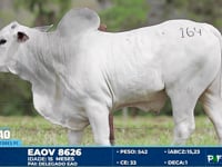 Lote 164