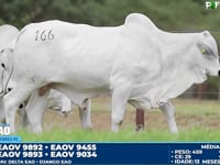 Lote 166