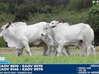 Lote 167