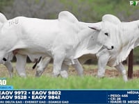 Lote 168