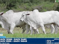 Lote 169