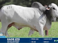 Lote 171