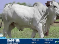 Lote 177
