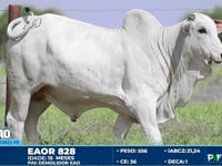 Lote 180