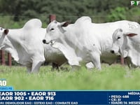 Lote 183