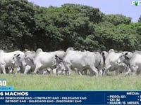Lote 191