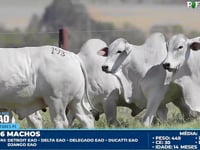 Lote 193