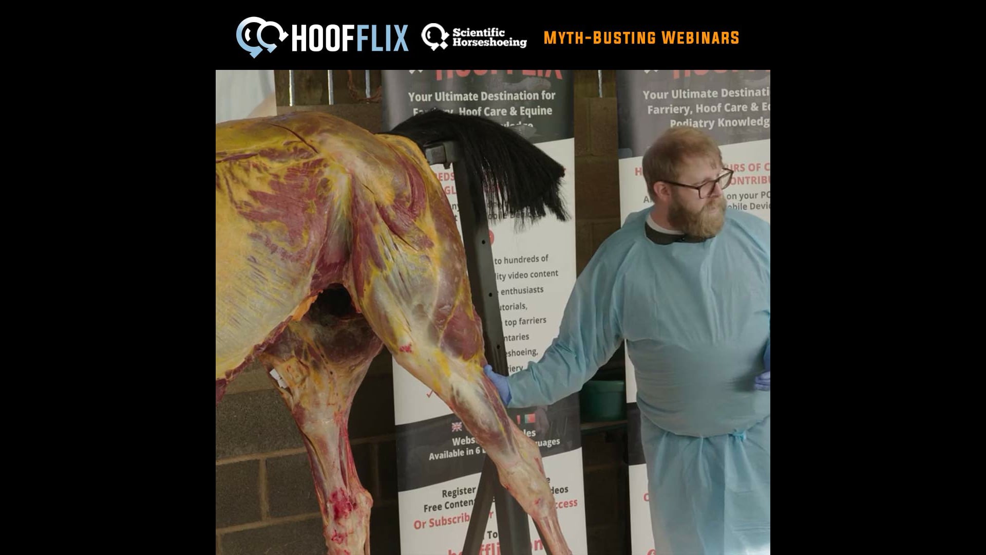 Teaser – Whole Horse Dissection Series 2 – Functional Anatomy. Ep 5 – The Fore & Hind Limb Muscular Groups – Hoofflix