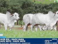 Lote 85
