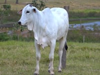 Lote 45