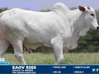 Lote 25