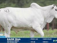 Lote 43