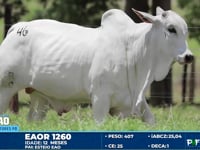 Lote 46